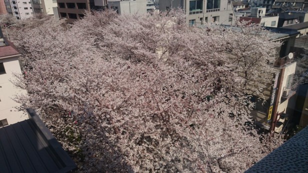 ビル6階のスタジオ内から見下ろす桜は必見！今日から一週間ほどが見ごろのピークです。