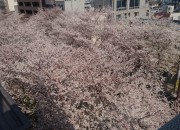 桜2