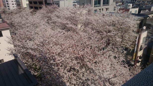 ビル6階のスタジオ内から見下ろす桜は必見!今日から一週間ほどが見ごろのピークです。