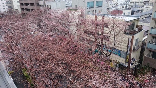 3月21日(水)の桜！開花状況は、2～3部咲き。天気予報では、土日が満開とのことですが、新井中野通りの桜の満開は、もう少し先になるかも？？