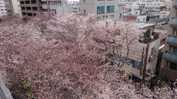 週末を前にした3月23日(金)の桜！5分咲きという感じ。明日よりは明後日、日曜のほうが見ごろだと思います。